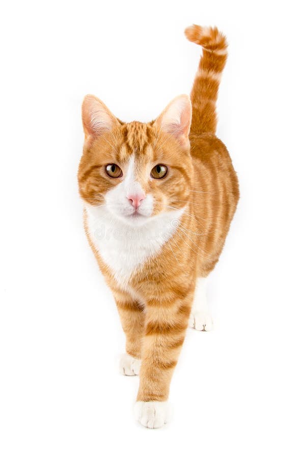 Red cat, walking towards camera, isolated in white