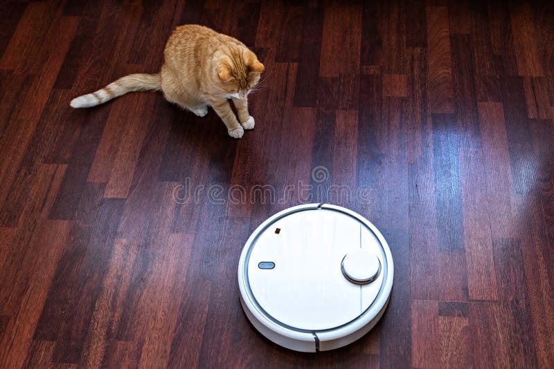 Red Cat Watches the Cleaning of the Robot Vacuum Cleaner Stock Image