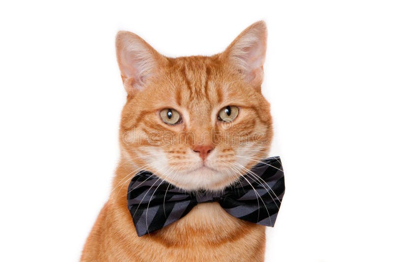 Red Cat Wearing A Bow Tie Stock Photo - Image: 40660680