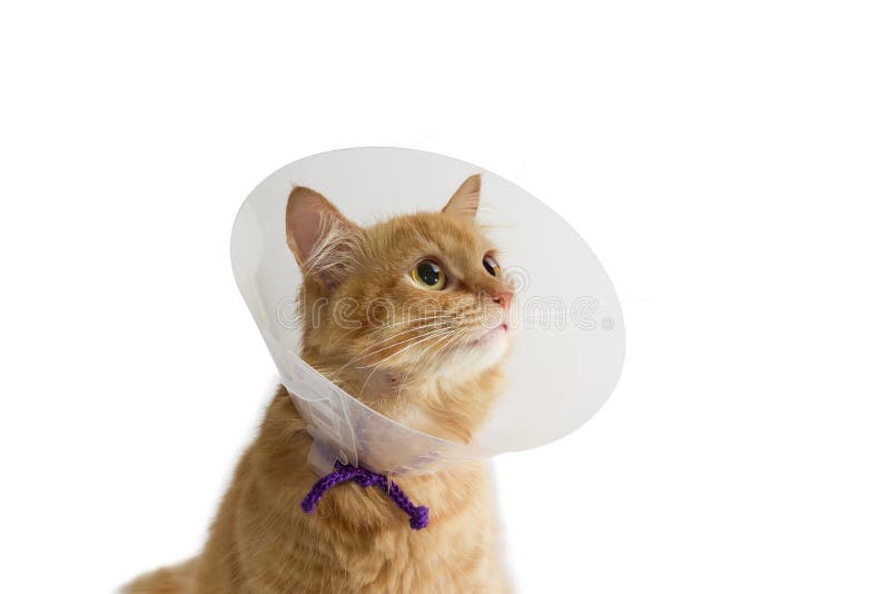 Red Cat, Wearing a Elizabethan Collar on a Light Background Stock Photo