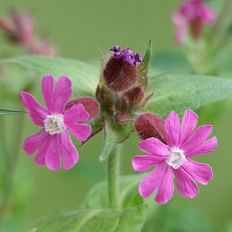 Red Catchfly (Silene Dioica) Stock Image Image of flora, herbaceous