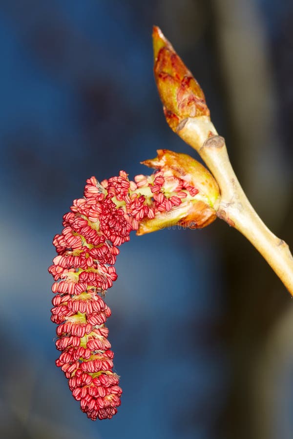 The red alder catkins. stock photo. Image of leaf, brown 89002734