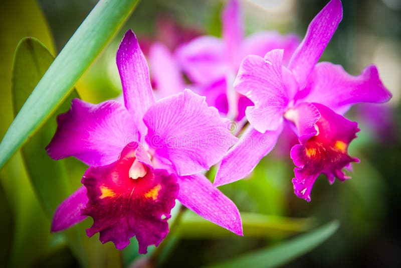 Red cattleya orchid stock image. Image of plant, bouquet 82807937