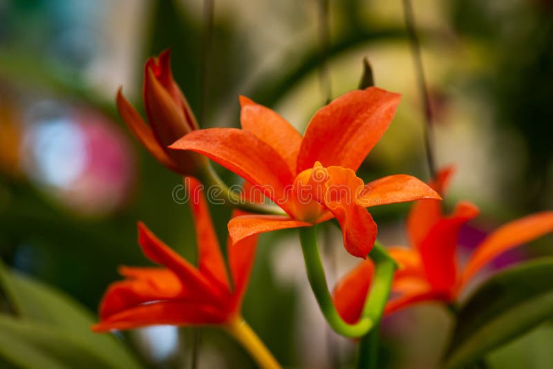 Red Cattleya orchids stock photo. Image of garden, closeup 245938262