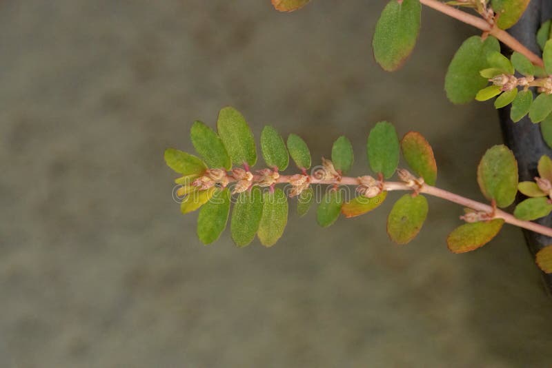 Red Caustic-Creeper of the species Euphorbia thymifolia with fruits and flowers. Red Caustic-Creeper of the species Euphorbia thymifolia with fruits and flowers