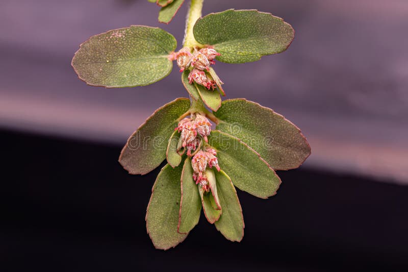 Red Caustic-Creeper Plant of the species Euphorbia thymifolia