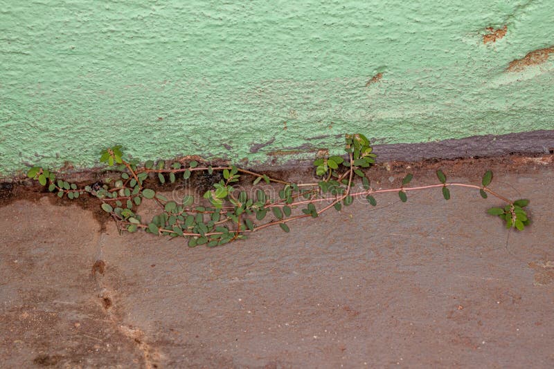 Red Caustic-Creeper Plant of the species Euphorbia thymifolia