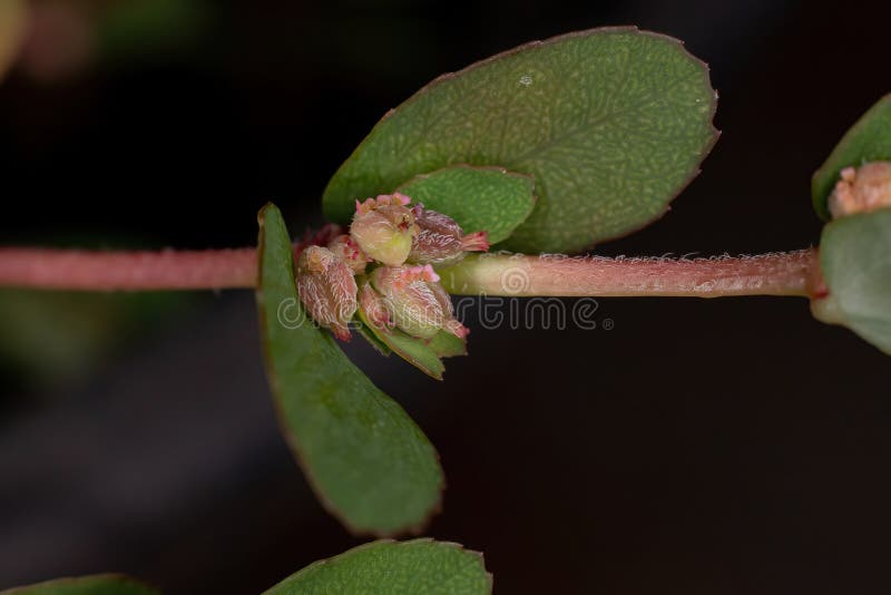 Red Caustic-Creeper of the species Euphorbia thymifolia with fruits and flowers. Red Caustic-Creeper of the species Euphorbia thymifolia with fruits and flowers