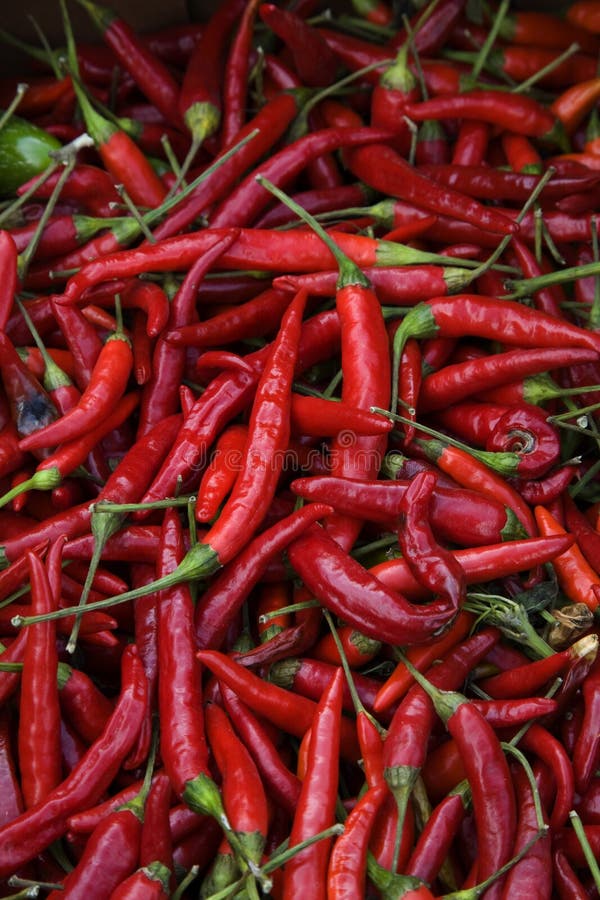 Red Cayenne Chili Peppers stock photo. Image of sichuan 6898844