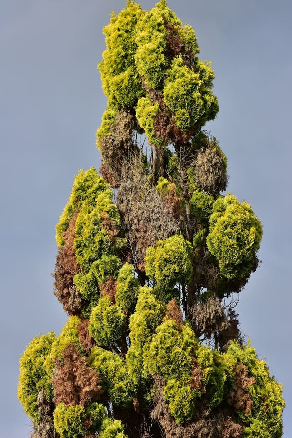 Red cedar tree top stock photo. Image of conifer, northwest 93335314