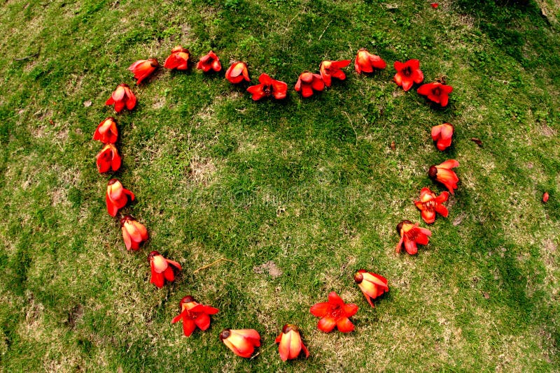 Red ceiba kapok flower heart