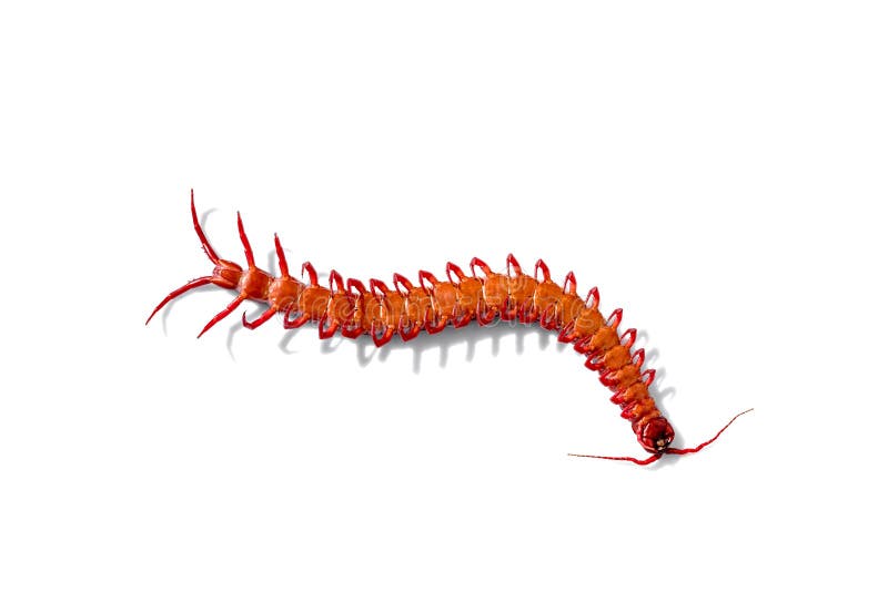 Red Centipede Isolated White Background Stock Photo - Image of ...