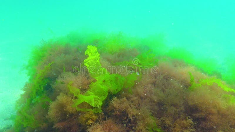 Red Ceramium and Green Cladophora, Ulva Algae on Rocks on the Seabed ...