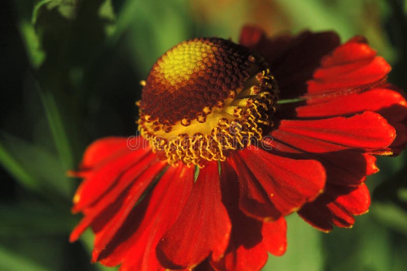 Red Chamomile in Field Conditions Closeup Stock Photo Image of plant