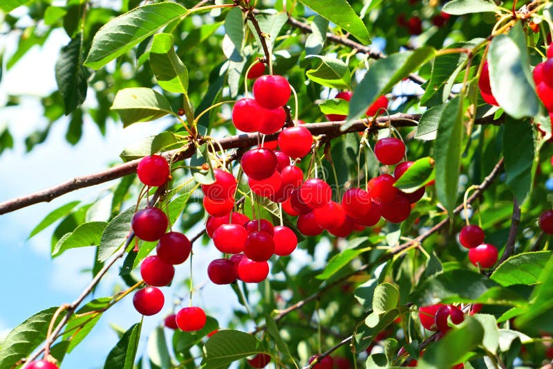 Red Cherries Fruits on Tree Stock Photo Image of june, agriculture