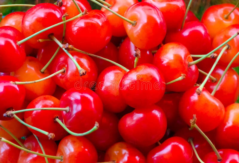 Red Cherries stock photo. Image of food, plant, hokkaido 57604444