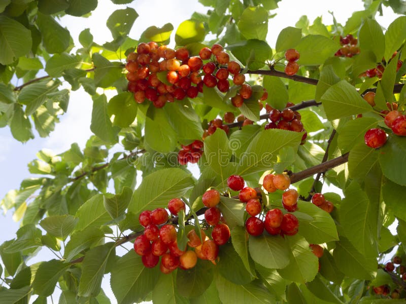 Red Cherries Prunus Avium on the Branches of a Tree in a Garden in