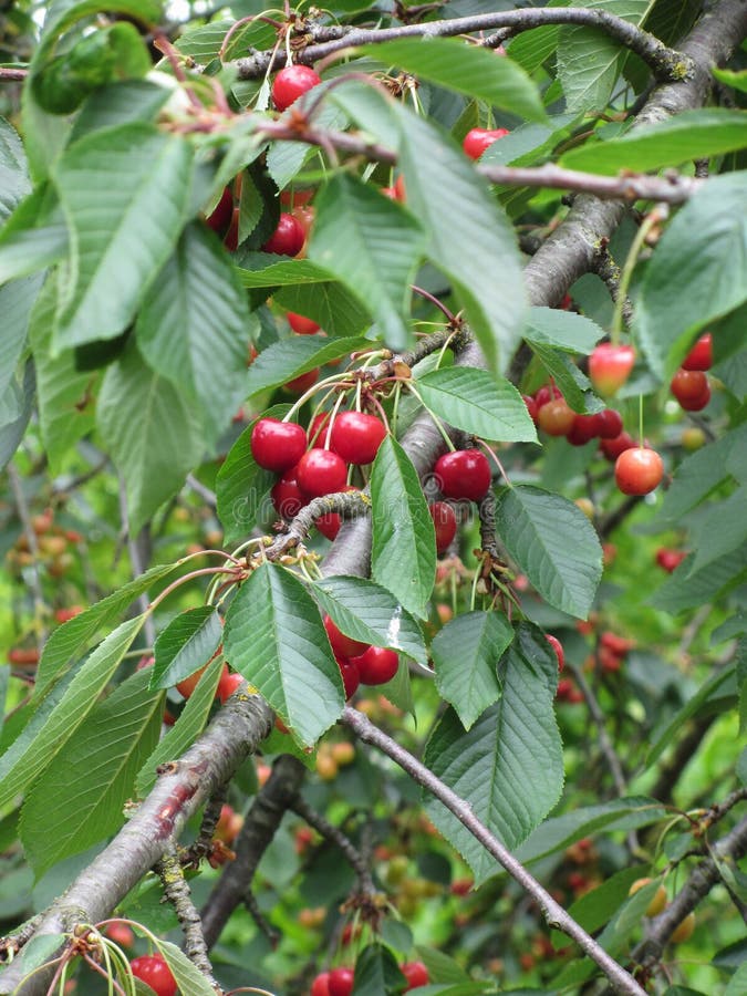 Red Cherries on Tree in Cherry Orchard Stock Photo Image of diet