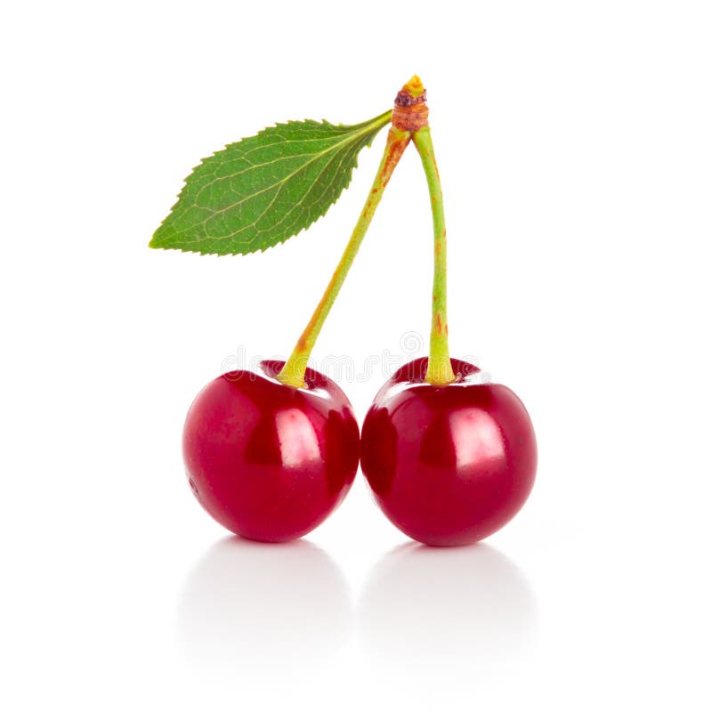 Red Cherry with Green Leaves on a White Stock Image - Image of leaf ...
