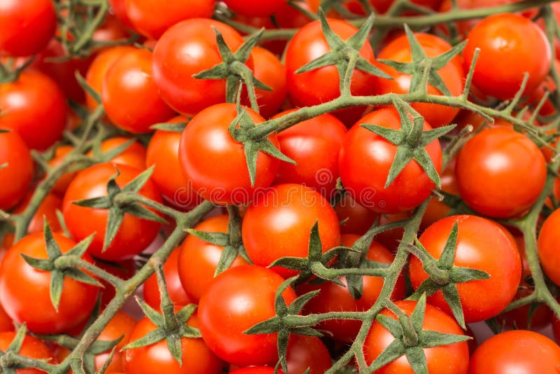 Red Cherry Tomatoes On Green Vine