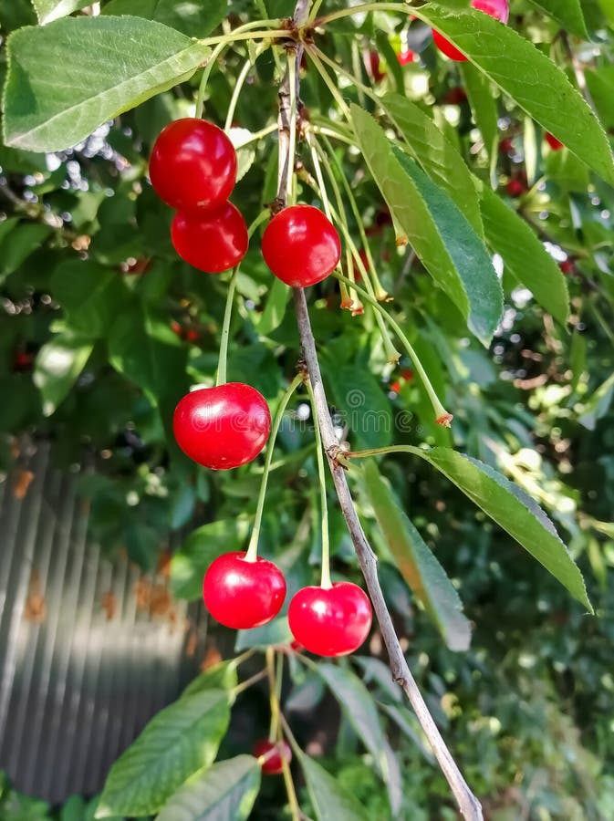 Red Cherry on a Tree.the First Red Cherry Berries Ripened on the Tree