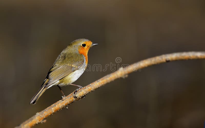 Red chest pigeon stock image. Image of environment, wild 48011797