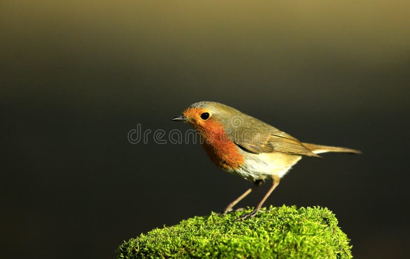 364 Chest Pigeon Stock Photos Free & RoyaltyFree Stock Photos from