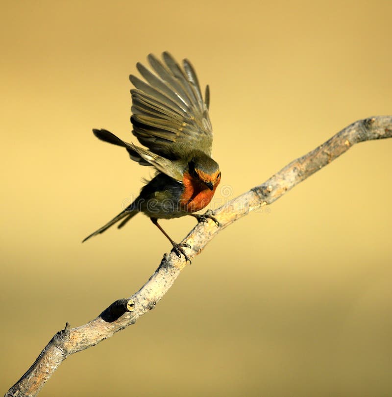 Red chest pigeon stock photo. Image of landscape, background 48011866