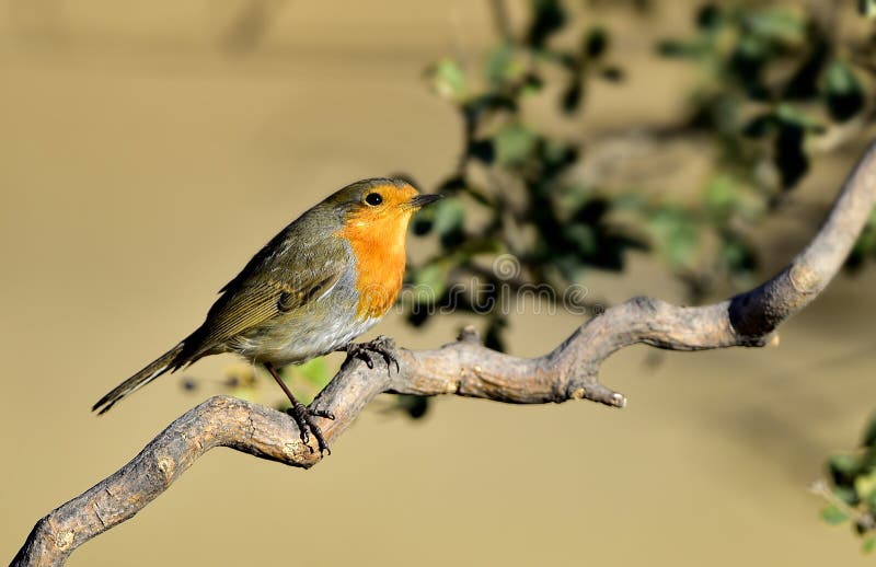Red chest pigeon stock photo. Image of birds, wild, food 48012086