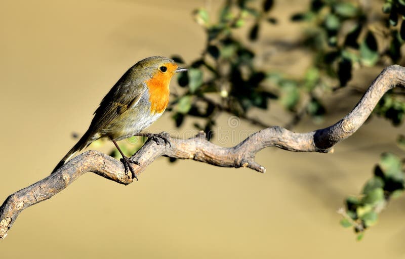 Red chest pigeon stock photo. Image of wild, animals 48179530