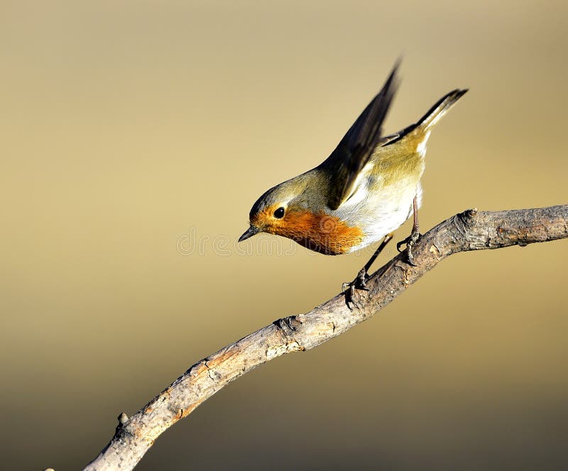 Red chest pigeon stock image. Image of animals, landscape 48011851