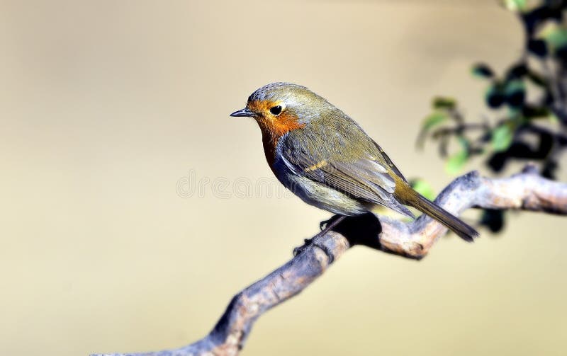 Red chest pigeon stock photo. Image of landscape, decoration 48179520