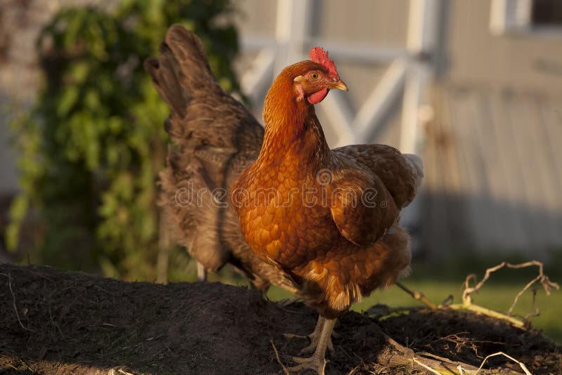 Red chicken on a compost pile