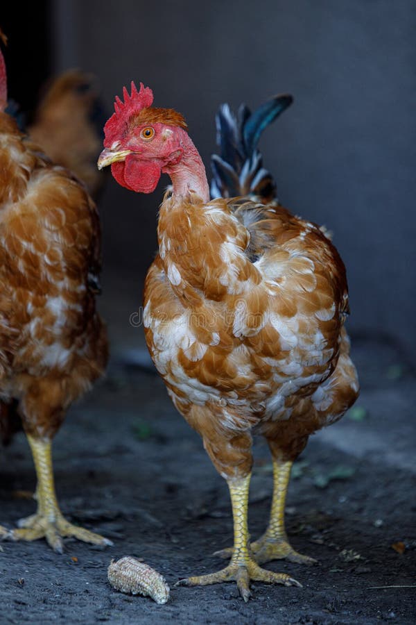 Chickens and Roosters at Home, Red Chickens with Bare Necks, Chickens ...