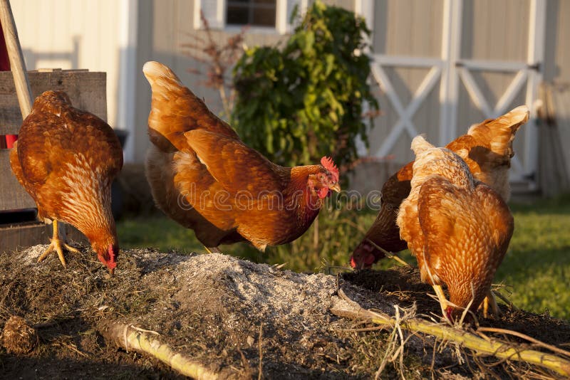 Red chickens on a compost pile