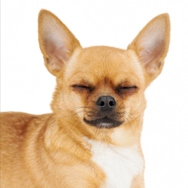 Red chihuahua dog with closed eyes isolated on white background.