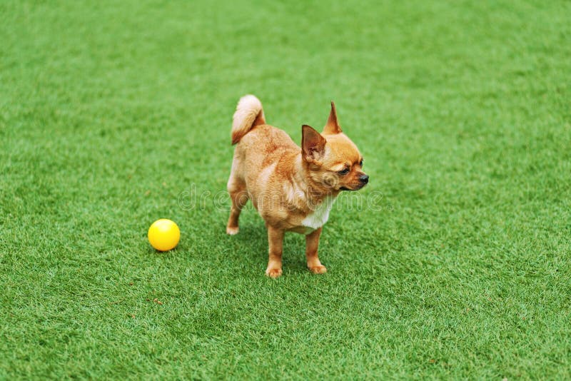 Red chihuahua dog on green grass.