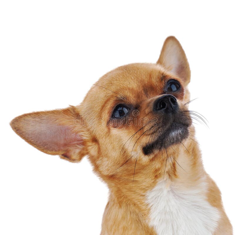 Red chihuahua dog isolated on white background.