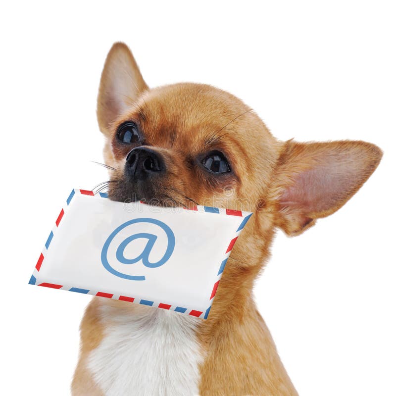 Red chihuahua dog with post envelope and icon e-male isolated on