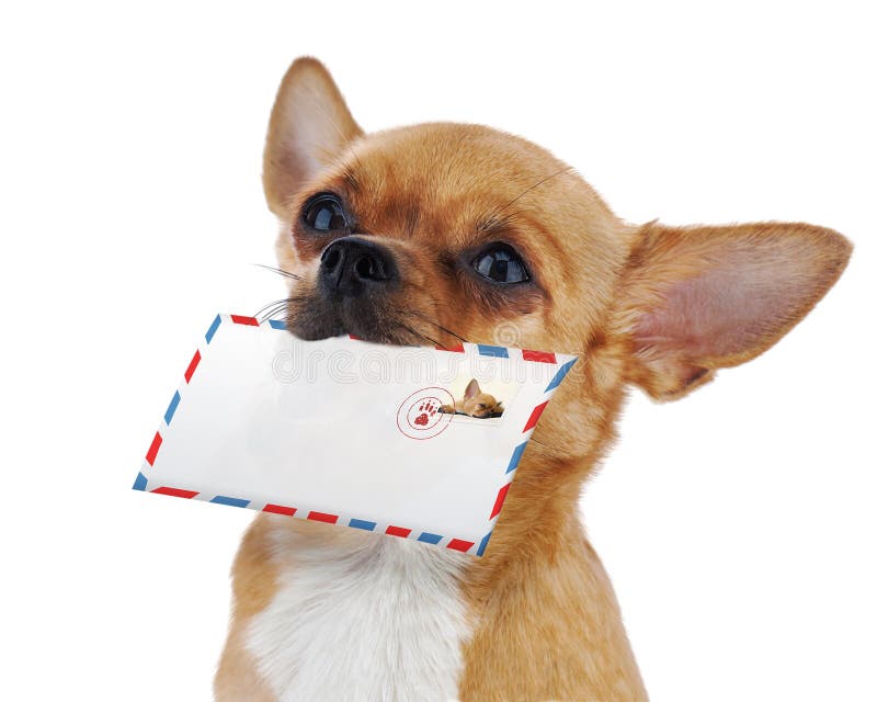 Red chihuahua dog with post envelope isolated on white background.