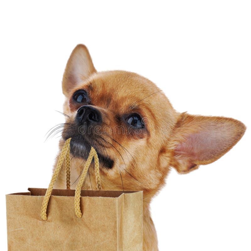 Red chihuahua dog with recycle paper bag isolated on white background.
