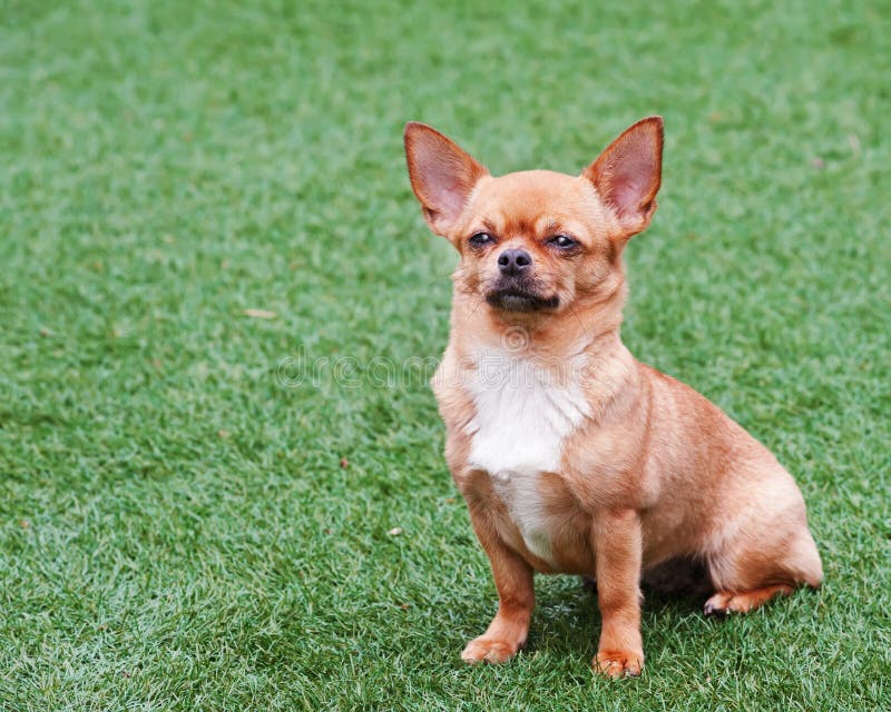 Red chihuahua dog siting on green grass