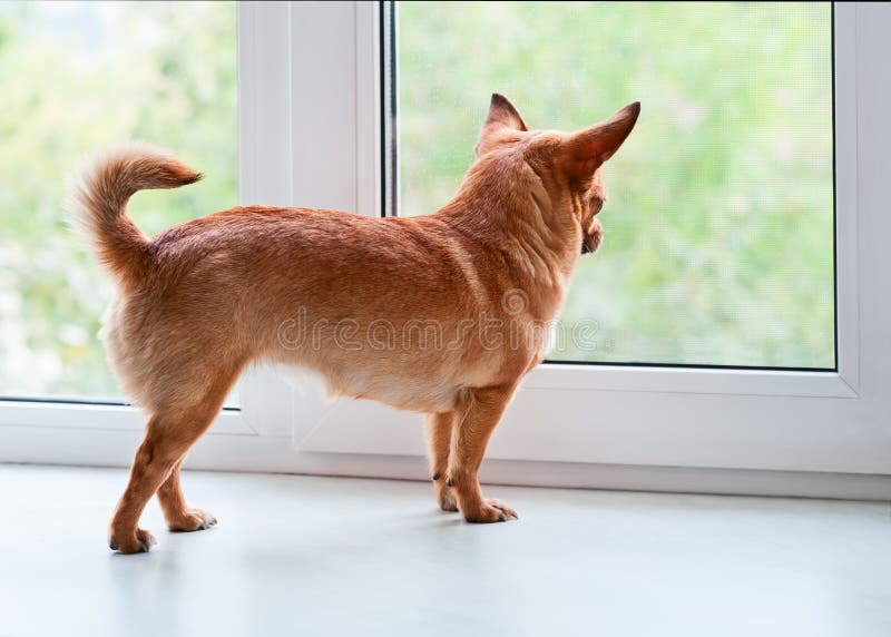 Red chihuahua dog standing on window sill.