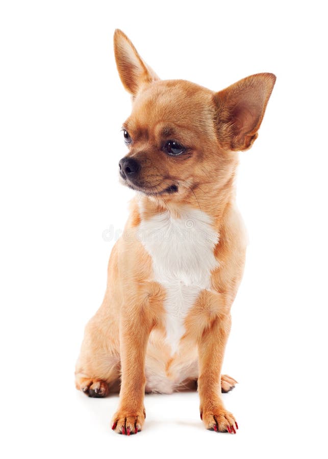 Red chihuahua dog on white background