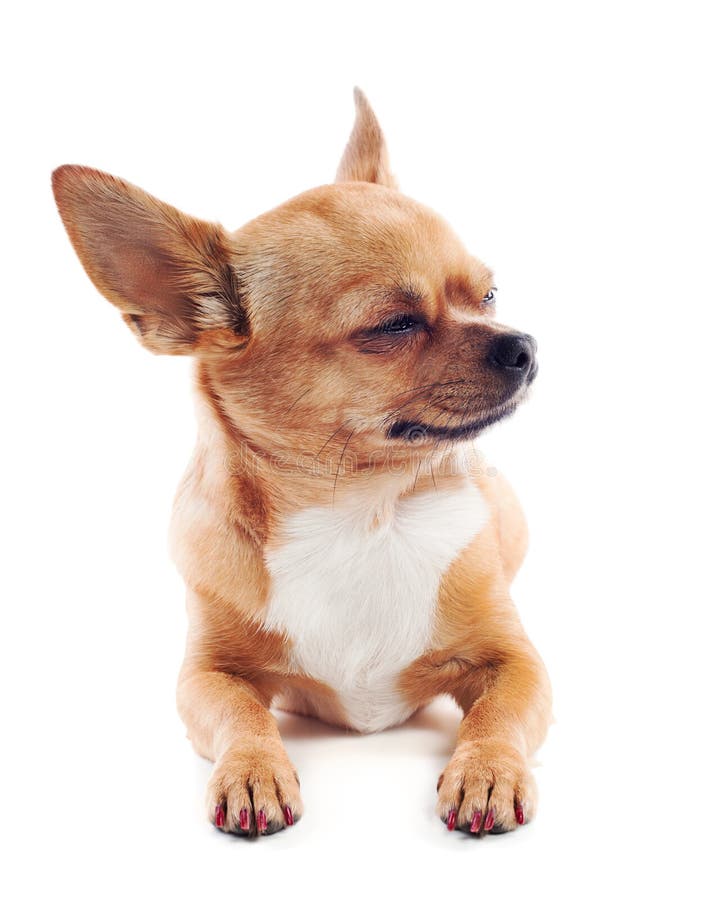 Red chihuahua dog on white background