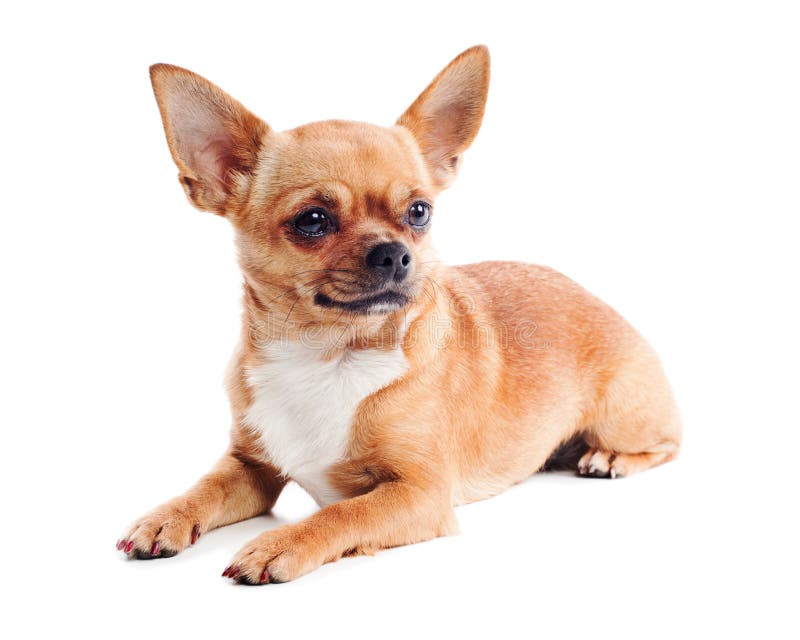 Red chihuahua dog on white background