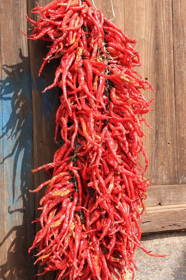 Red chili at back yard