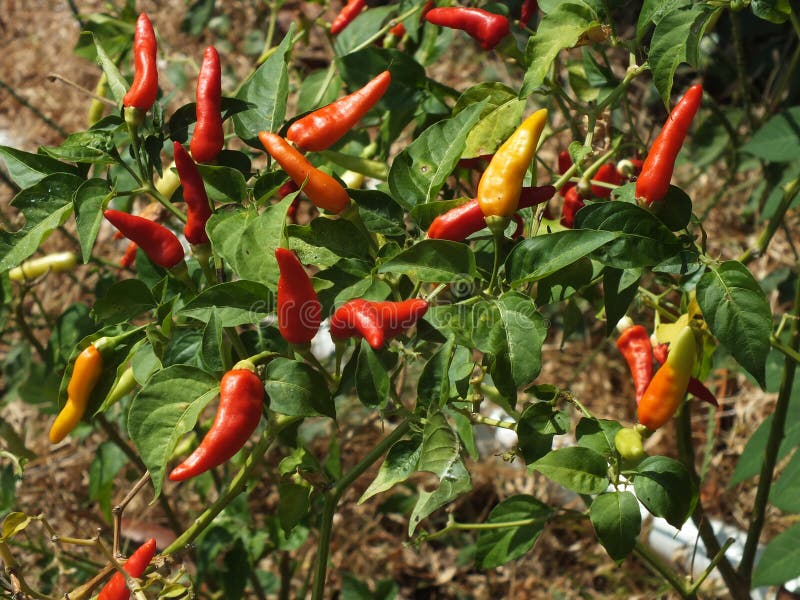 Red chili, Central Java Indonesia stock photos Red chili, Central Java Indonesia stock photos