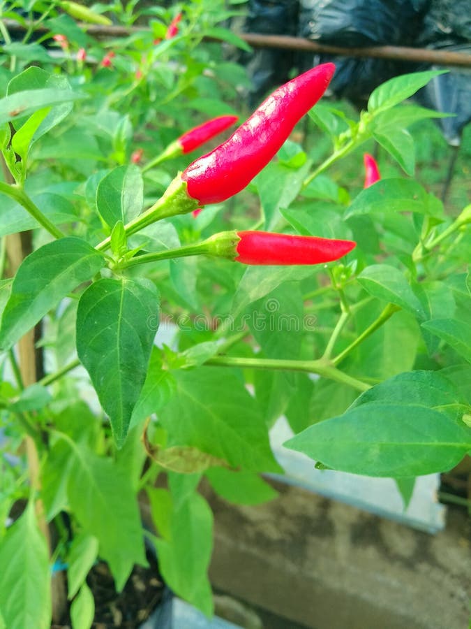 Red chili pepper stock image. Image of food, vegetable 259430051