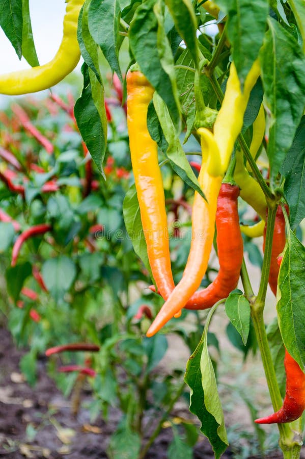 Red chili pepper on a bed stock photo. Image of green 60544846